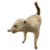 Image 1 : Vintage Taxidermy African White Striped Tail Rodent