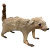 Image 2 : Vintage Taxidermy African White Striped Tail Rodent