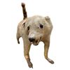 Image 3 : Vintage Taxidermy African White Striped Tail Rodent