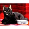 Image 2 : SABRINA THE TEENAGE WITCH SALEM SCREEN USED CAT PROP