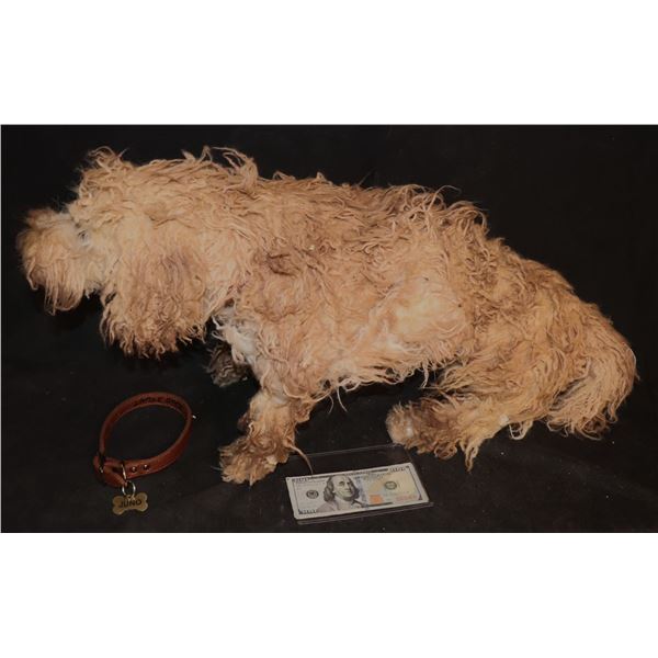 BATES MOTEL JUNO STUNT DOG WITH COLLAR SCREEN USED