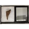 Image 1 : 4.25" X 2" MEGALODON TOOTH IN RIKER CASE