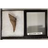 Image 2 : 4.25" X 2" MEGALODON TOOTH IN RIKER CASE