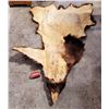 Image 2 : Bear Skin Rug