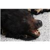 Image 3 : Black Bear Rug.