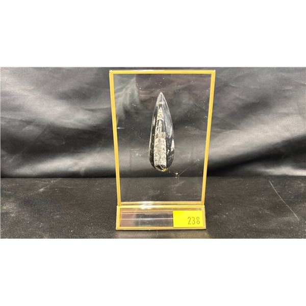 ORTHOCERAS FOSSIL * RETAIL VALUE $600.00 *