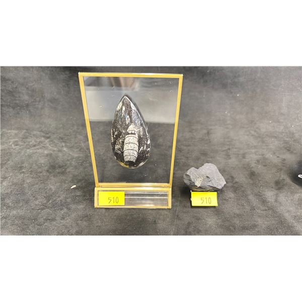 ORTHOCERAS FOSSIL SPECIMEN *RETAIL VALUE $450.00* & SHUNGITE STONE