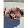 Image 3 : Snuggle Baby Dog Heat & Hug - Microwavable Belly