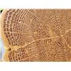 Image 3 : Large Totally Bamboo Tree of Life Cutting & Serving Board
