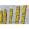 Image 3 : Signed Antoine Knibily Menorah Oil on Canvas