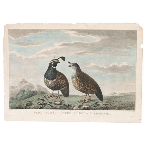 French Engraving - Partridges of California