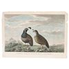 Image 1 : French Engraving - Partridges of California