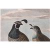 Image 6 : French Engraving - Partridges of California
