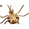 Image 8 : .Figural Jeweled Insect Bug Brooch Lot