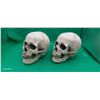 Image 2 : 2 Halloween skulls, life sized