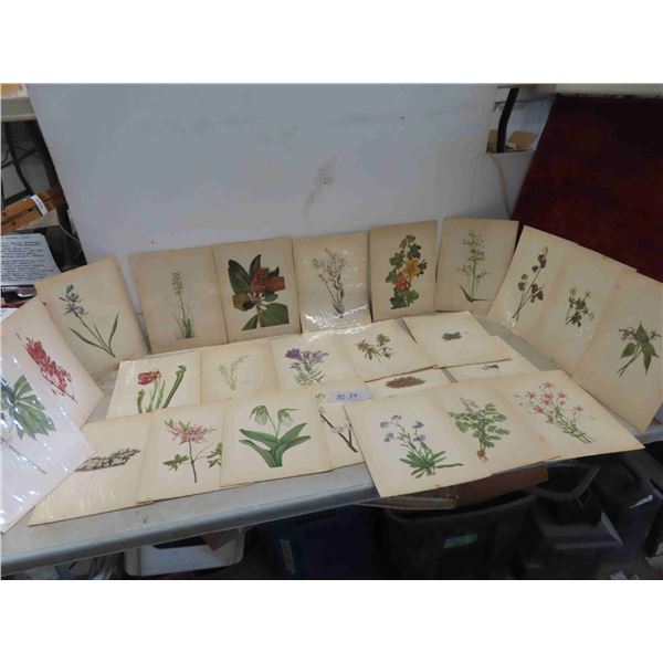 25 Antique 1925 North American Wildflowers by