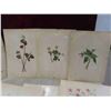 Image 2 : 25 Antique 1925 North American Wildflowers by