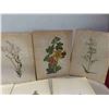 Image 3 : 25 Antique 1925 North American Wildflowers by