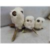 Image 2 : Inuit Ookpik, Fur Dolls & Teepee 