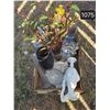 Image 1 : Vases Small and large – 1 with greenery, a Grecian Urn, Large Glass Jug