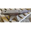 Image 1 : 1924 Peter Wright Anvil - 109 lbs - Nice Condition