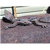 Image 3 : Metal outdoor Gecko. Approx. 29” long.