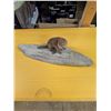 Taxidermy Baby Beaver on Wooden Slab stand 57cm long