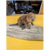 Image 2 : Taxidermy Baby Beaver on Wooden Slab stand 57cm long