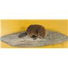 Image 3 : Taxidermy Baby Beaver on Wooden Slab stand 57cm long