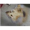 Image 3 : Tanned Hide : Fox Face, Rabbit, Unlucky Fox Tail & 