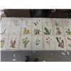 Image 1 : Last Ones! Antique 1925 North American Wildflowers by Mary Vaux 