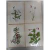 Image 2 : Last Ones! Antique 1925 North American Wildflowers by Mary Vaux 