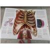 Image 10 : Cool Skull Lot : Large Styrofoam Display Skull, Model Skull,