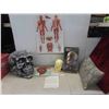 Image 1 : Cool Skull Lot : Large Styrofoam Display Skull, Model Skull,