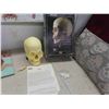 Image 2 : Cool Skull Lot : Large Styrofoam Display Skull, Model Skull,