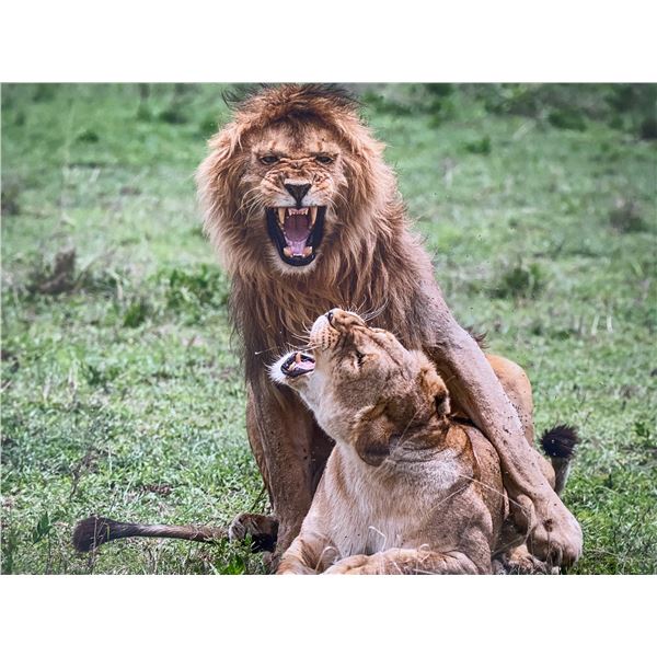 Original African Safari photo