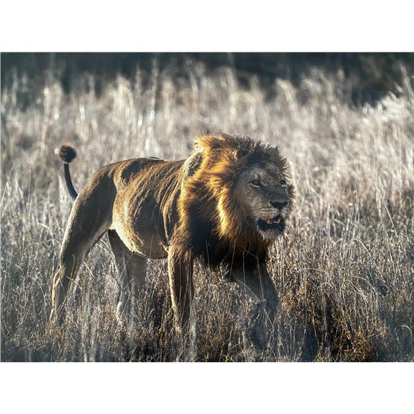 Original African Safari photo