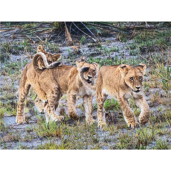 Original African Safari photo