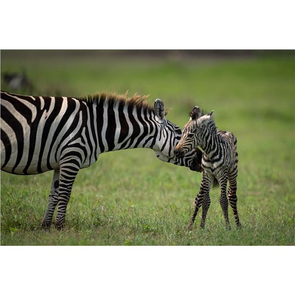 Original African Safari photo
