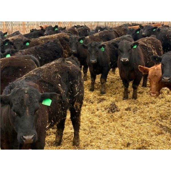 Van Hall Cattle Company Ltd. - 970# April Delivery Steers - 126 Head (Scandia, AB)