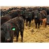 Image 1 : Van Hall Cattle Company Ltd. - 970# April Delivery Steers - 126 Head (Scandia, AB)