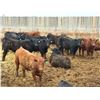 Image 3 : Van Hall Cattle Company Ltd. - 970# April Delivery Steers - 126 Head (Scandia, AB)