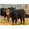 Image 6 : Van Hall Cattle Company Ltd. - 970# April Delivery Steers - 126 Head (Scandia, AB)