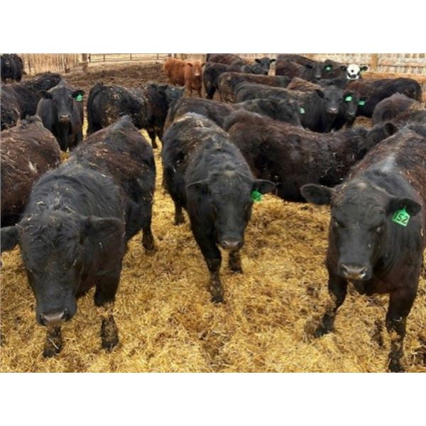 Van Hall Cattle Company Ltd. - 960# April Delivery Steers - 65 Head (Scandia, AB)