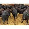 Image 1 : Van Hall Cattle Company Ltd. - 960# April Delivery Steers - 65 Head (Scandia, AB)