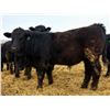 Image 5 : Van Hall Cattle Company Ltd. - 960# April Delivery Steers - 65 Head (Scandia, AB)