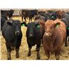 Image 1 : Van Hall Cattle Company Ltd. - 940# April Delivery Steers - 132 Head (Scandia, AB)