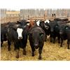 Image 2 : Van Hall Cattle Company Ltd. - 940# April Delivery Steers - 132 Head (Scandia, AB)