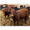 Image 3 : Van Hall Cattle Company Ltd. - 940# April Delivery Steers - 132 Head (Scandia, AB)