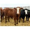 Image 5 : Van Hall Cattle Company Ltd. - 940# April Delivery Steers - 132 Head (Scandia, AB)
